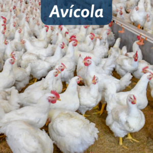 AVICOLA